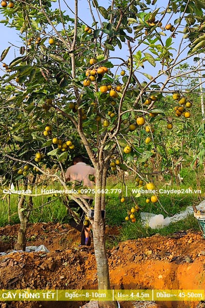 Bứng cây Hồng Tết đk gốc 10cm, đã vặt hết lá