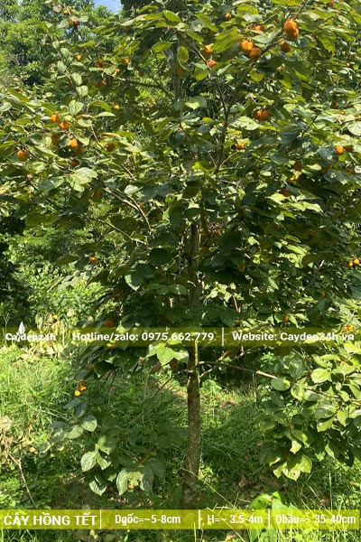 Vườn trồng và chăm cây Hồng Tết đường kính 8 - 10cm