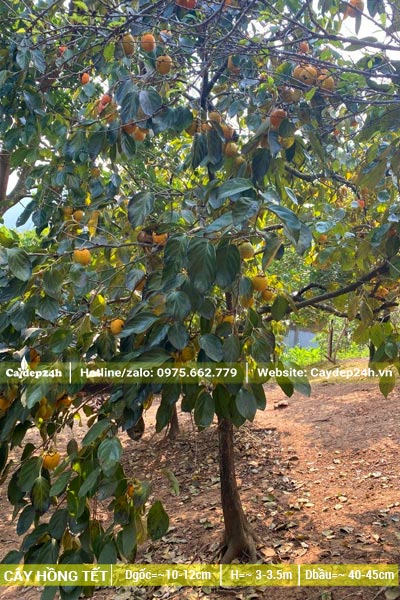 Hồng Tết lâu năm đang bắt đầu vào mùa quả chín, đường kính gốc từ 10 - 12cm