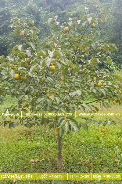Cây Hồng Tết nhỏ nhưng đã ra rất nhiều quả