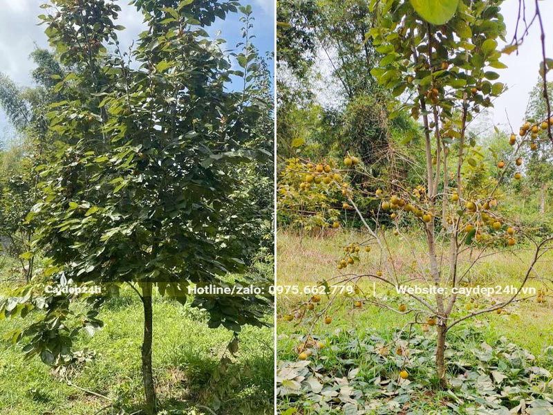 Cây Hồng Vành Khuyên chơi Tết sẽ được vặt lá từ tháng 10 âm lịch