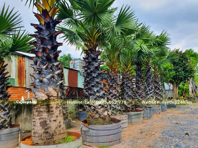 Vườn Thốt Nốt công trình kích thước lớn