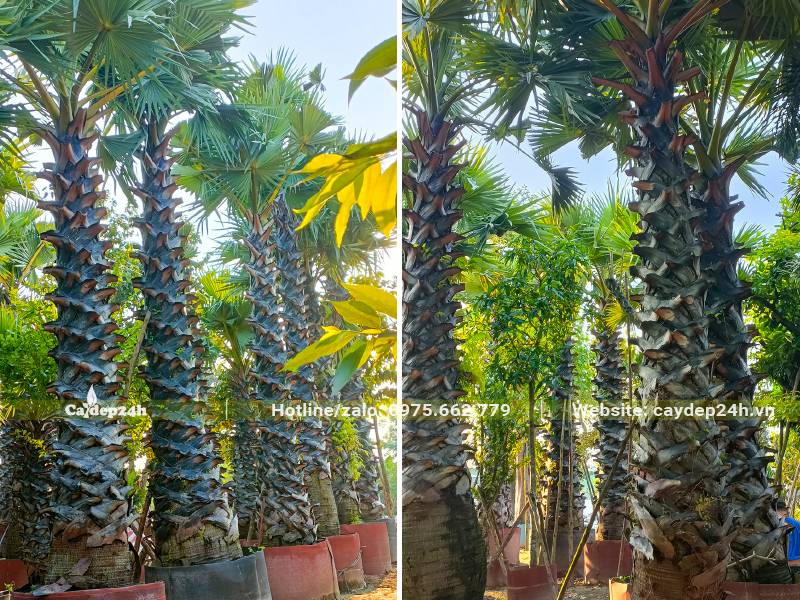 Hàng chục cây Thốt Nốt lóng thân cao 3m đang dưỡng ủ trong bầu nổi