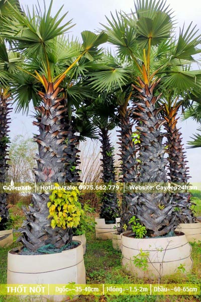 Vườn dâm ủ số lượng lớn cây Thốt Nốt lóng cao 2m