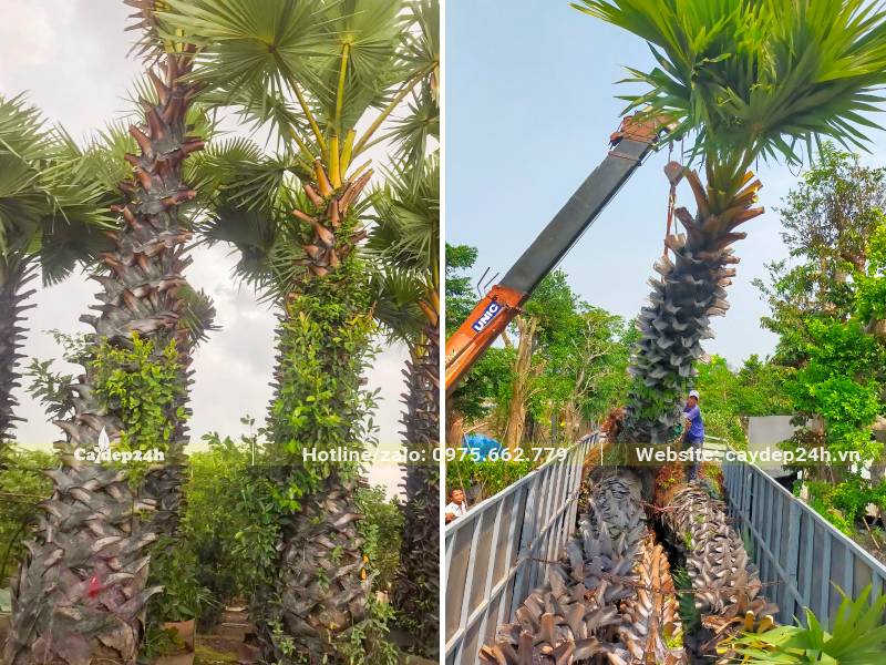 Cẩu đưa cây Thốt Nốt công trình lóng cao 5m lên thùng xe