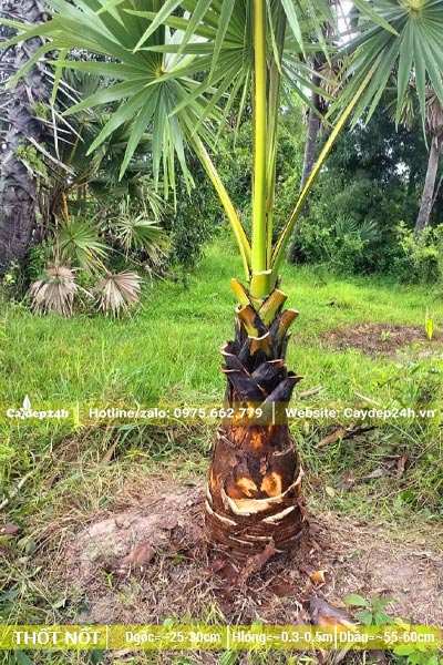 Cây Thốt Lốt nhỏ mới lộ thân