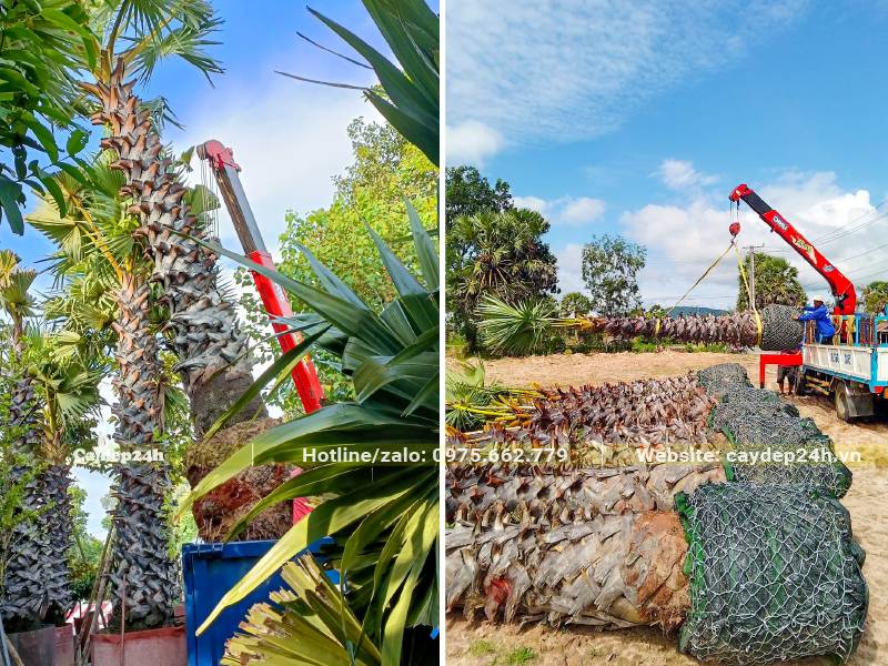 Hàng chục cây Thốt Nốt lóng cao 3m tập kết tại dự án khu đô thị ở Hà Nội