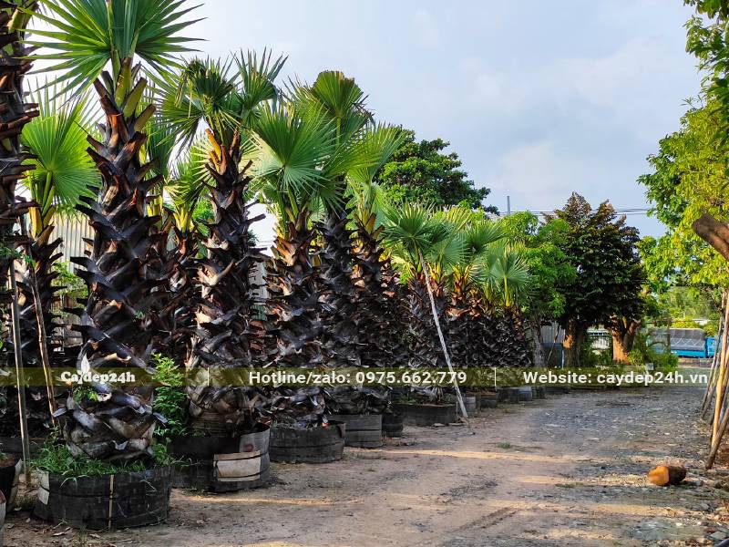 Những hàng cây Thốt Nốt dâm ủ kỹ, lóng thân cao từ 2 - 2.5m