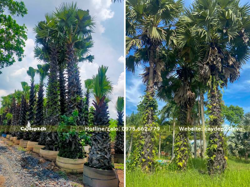 Cây Thốt Lốt cổ thụ