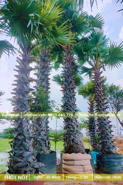 Vườn Thốt Nốt công trình đã dâm ủ kỹ, lóng cao khoảng 3m