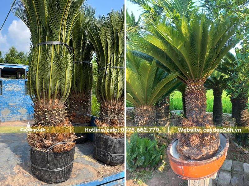 Cây Vạn Tuế lộ thân 30 - 50cm thường dùng trong thiết kế sân vườn trước nhà