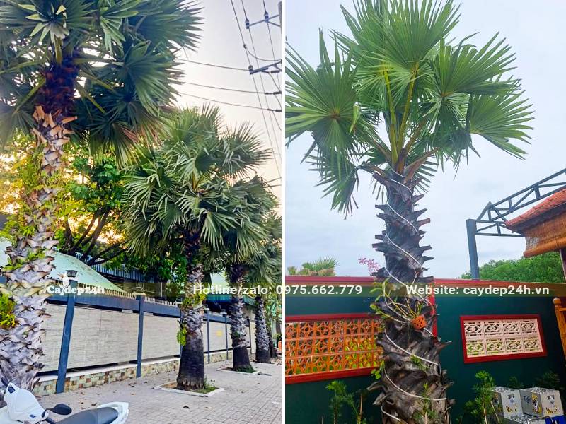 Trồng cây Thốt Nốt trong sân vườn biệt thự