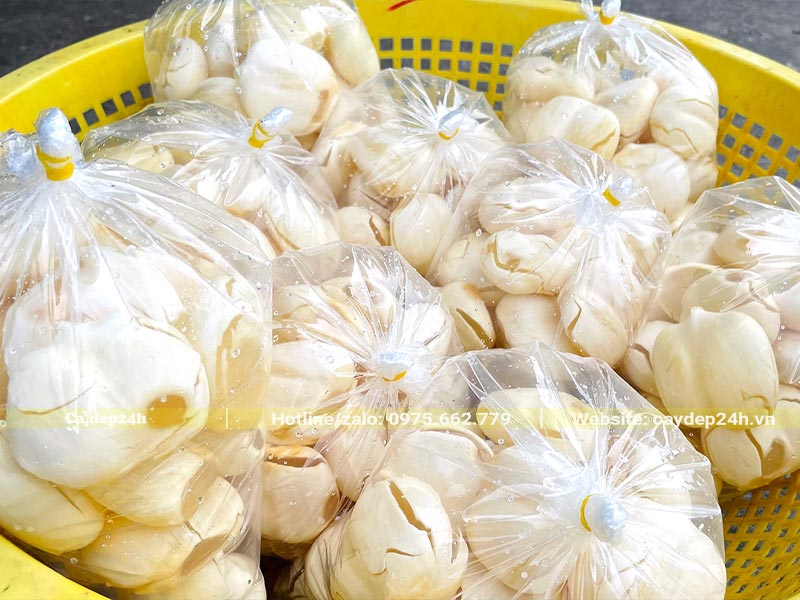 Cùi hay chính là phần cơm trong quả của cây Thốt Nốt