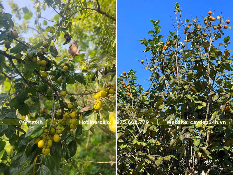 Cuối mùa Thu những cành Hồng Tết bắt đầu chín, quả đang dần chuyển màu