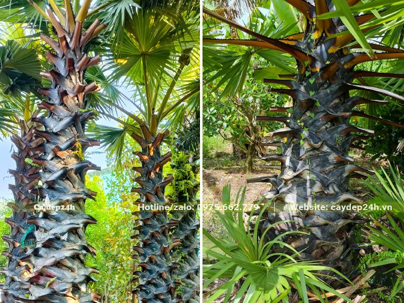 Vườn trồng và nuôi dưỡng cây Thốt Nốt công trình