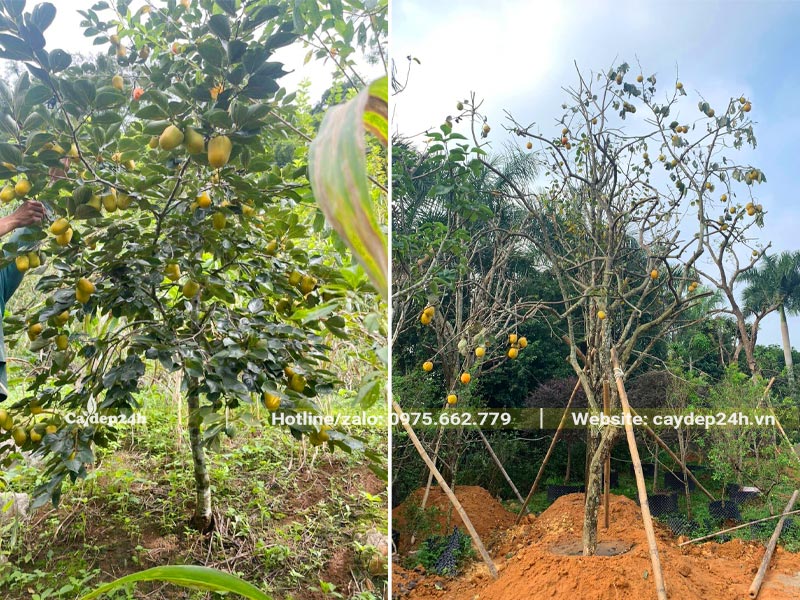 Cây Hồng Tết giâm ủ đường kính gốc từ 5 - 10cm