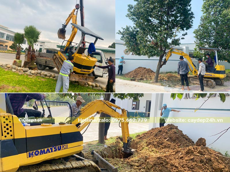 Dùng máy súc để bứng và di dời cây bóng mát cho nhà máy tại Bình Dương