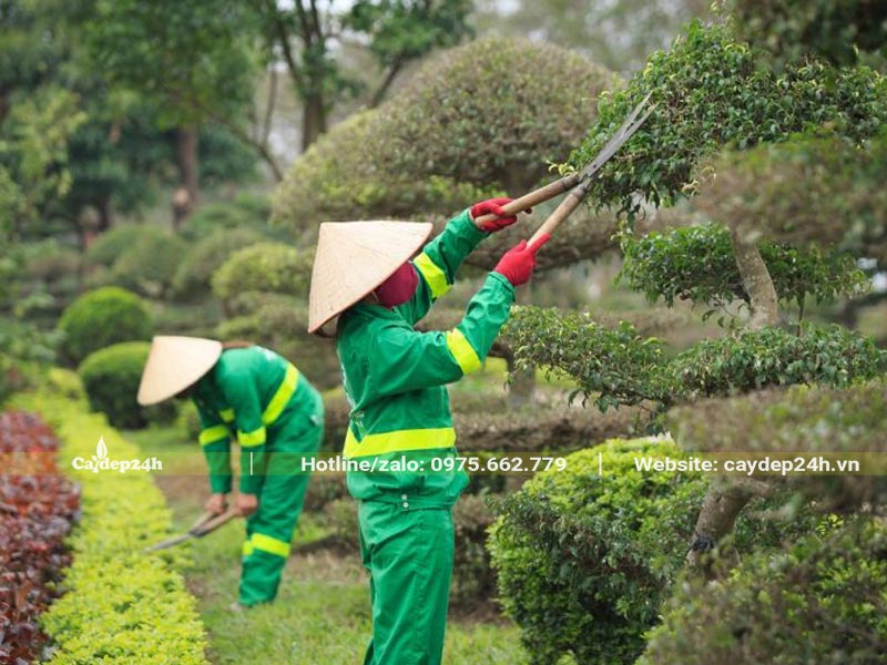 Công nhân đang tiến hàng cắt tỉa cành lá cho cây cảnh và cây trồng viền
