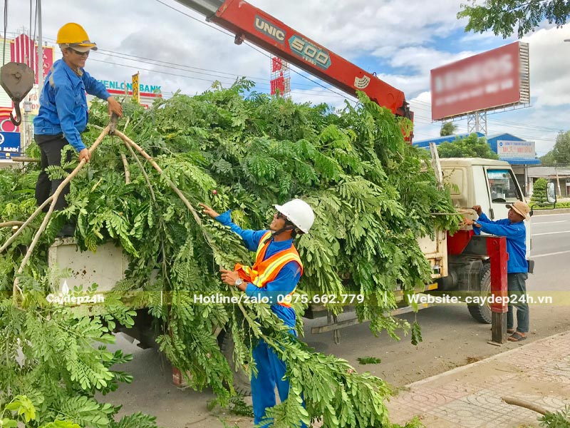 Cắt tỉa và dọn dẹp cành lá cho cảnh quan đô thị