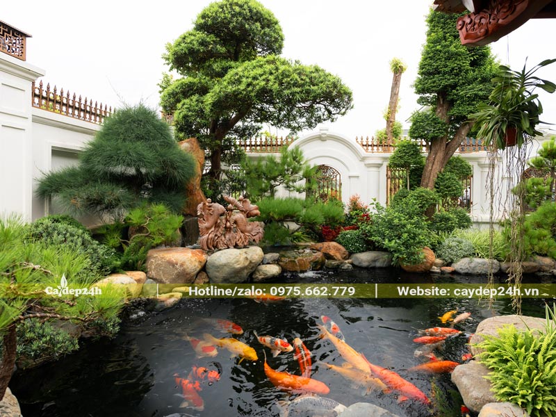 Tiểu cảnh sân vườn hồ cá Koi với cây bonsai phong thủy đẹp