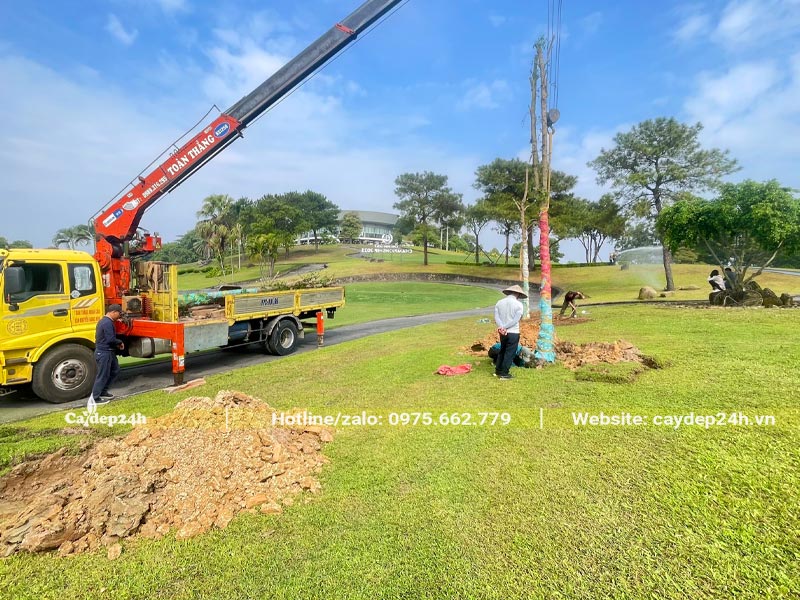Trồng cây công trình kích thước lớn cho sân golf tại Hải Dương