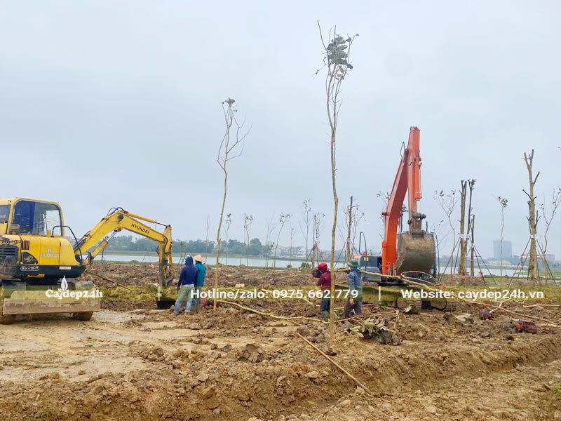 Tiến hành thi công những hàng cây hoa Muồng Hoàng Yến công trình cao khoảng 5m