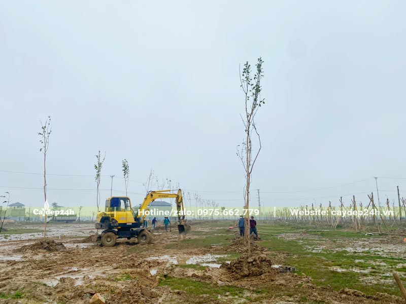 Tiến hàng trồng cây hoa Muồng Hoàng Yến cho dự án hồ điều hóa Hà Tĩnh