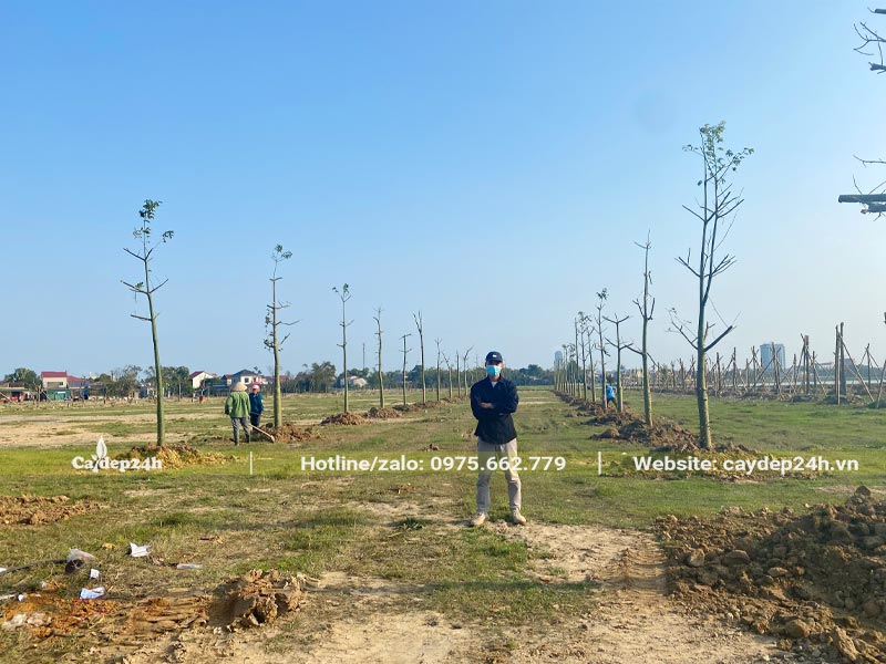 Trồng cây theo hàng với khoảng cách và mật độ yêu cầu từ Ban Quan lý đô thị Tp Hà Tĩnh