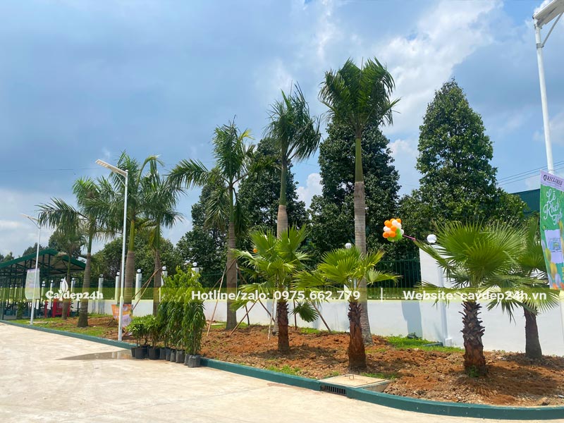 Hàng cây Cau Vua và Cọ Mỹ phát triển tốt sau khi trồng