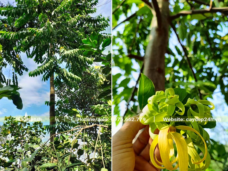 Cây Hoàng Lan Công Chúa có thân cao thẳng, hoa đẹp và thơm