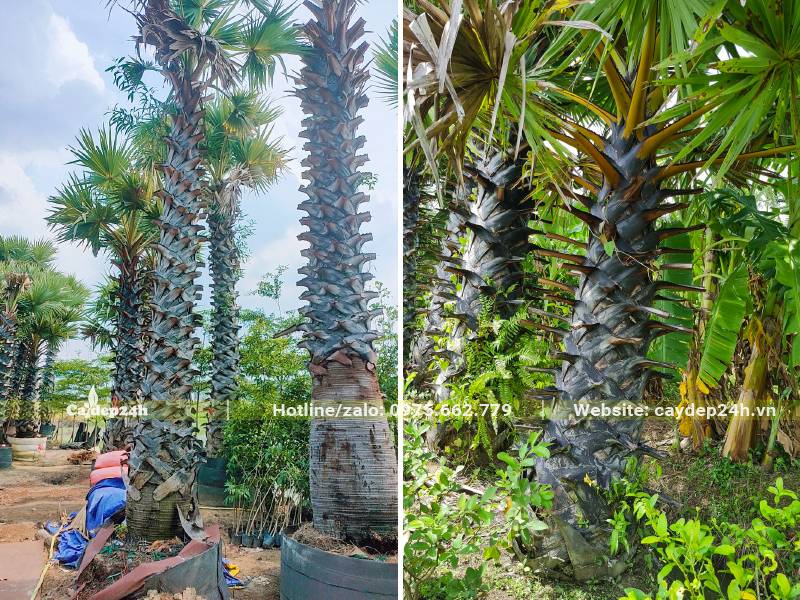 Thân cây Thốt Nốt cao thẳng, thân trụ nhỏ dần từ gốc lên ngọn