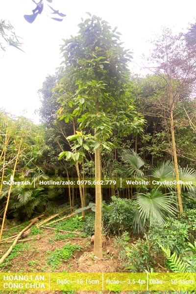 Dâm ủ cây Hoàng Lan lâu năm, đường kính gốc từ 13 - 15cm