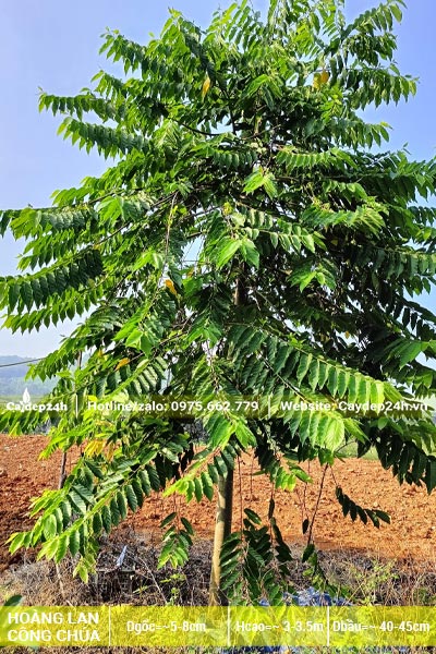 Hoàng Lan trưởng thành, phân tán đều và đẹp