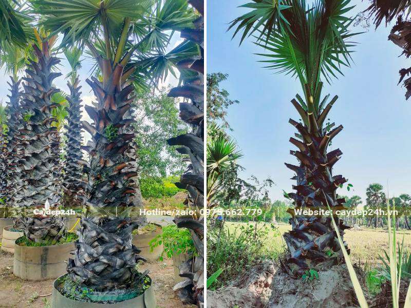 Bứng bầu và trồng cây Thốt Nốt lóng cao hơn 2m, đườg kính gốc 40cm