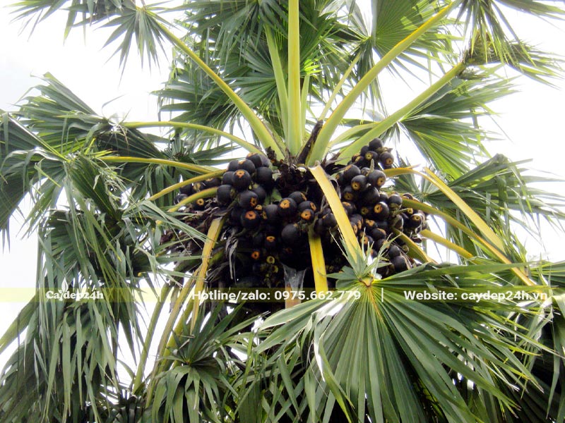 Cận cảnh tán lá trên đỉnh ngọn cây thốt nốt và những chùm quả sắp chín