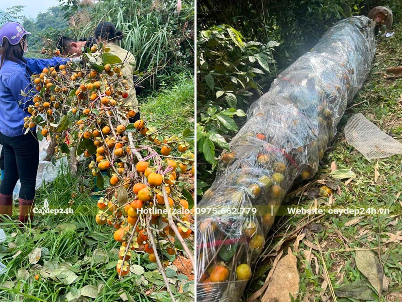 Công nhân đang dùng nilon cuốn toàn bộ thân cành của cây Hồng Tết trước khi vận chuyển