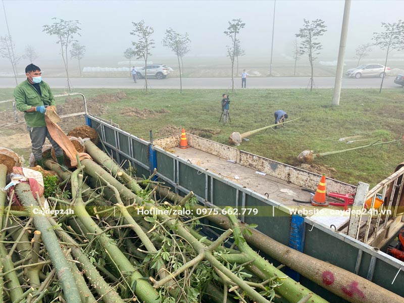 Cây Mỹ Nhân công trình trồng tại hồ điều hòa Hà Tĩnh