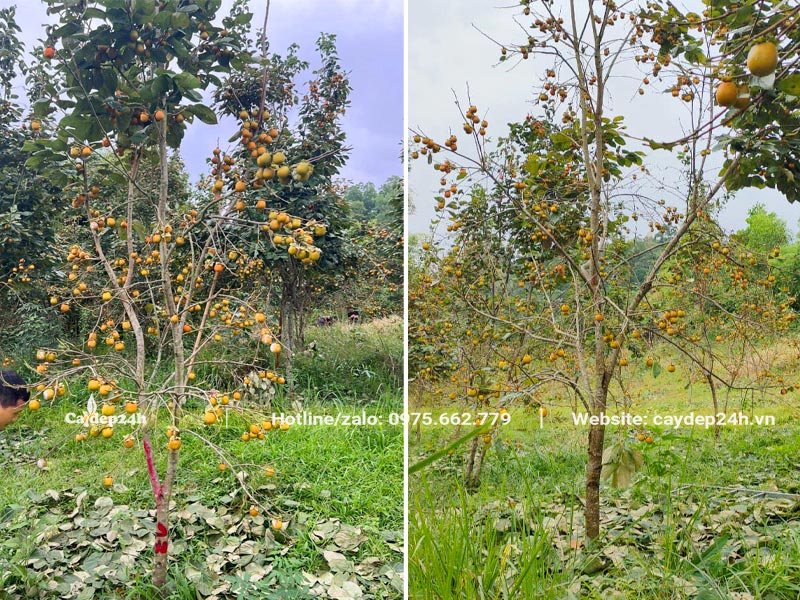 Cây Hồng cao hơn 3m, đường kính gốc 5 - 8cm