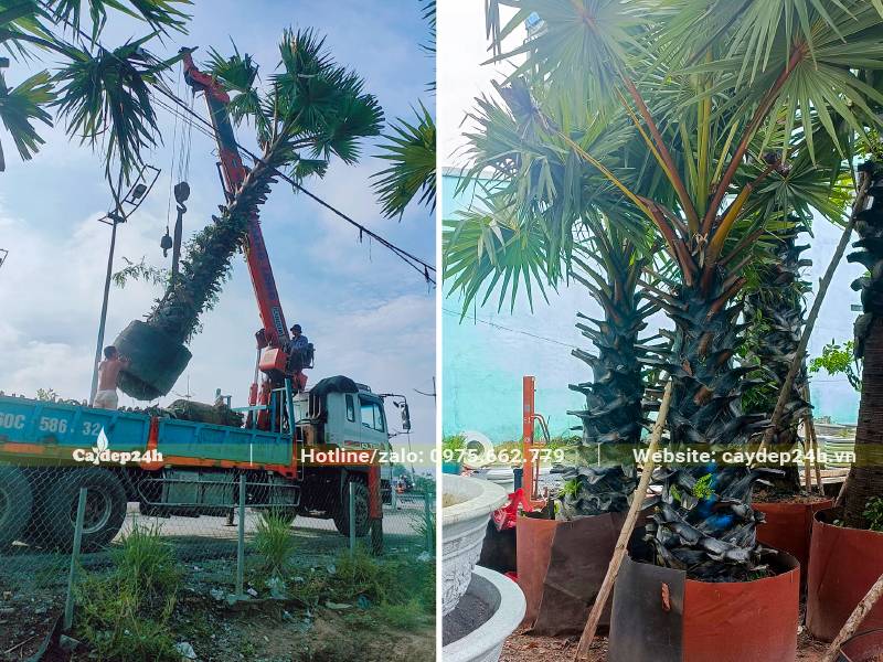 Cẩu cây Thốt Nốt trưởng thành lóng thân cao gần 2m lên xe