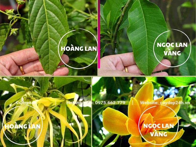 Hình ảnh phân biệt Hoàng Lan Công Chúa và Ngọc Lan vàng dựa vào lá và hoa