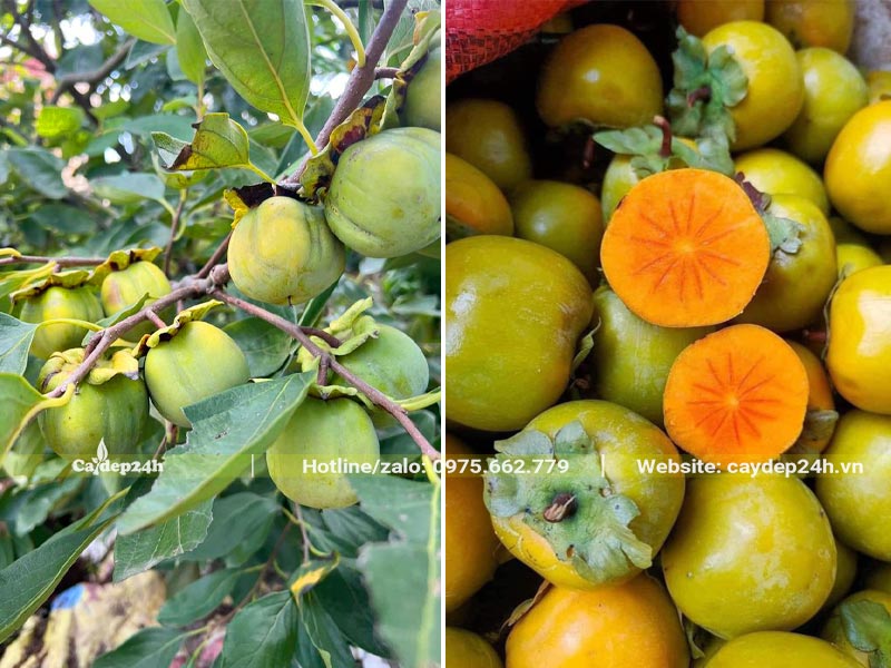 Hình dáng quả Hồng Vành Khuyên khi chín