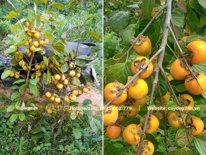 Những cành quả Hồng Tết được cắt xuống để cắm bình trang trí