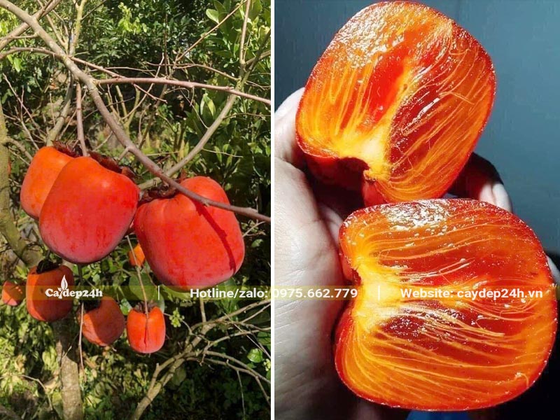 Quả của cây hồng Tết - Hồng Lồng Đèn