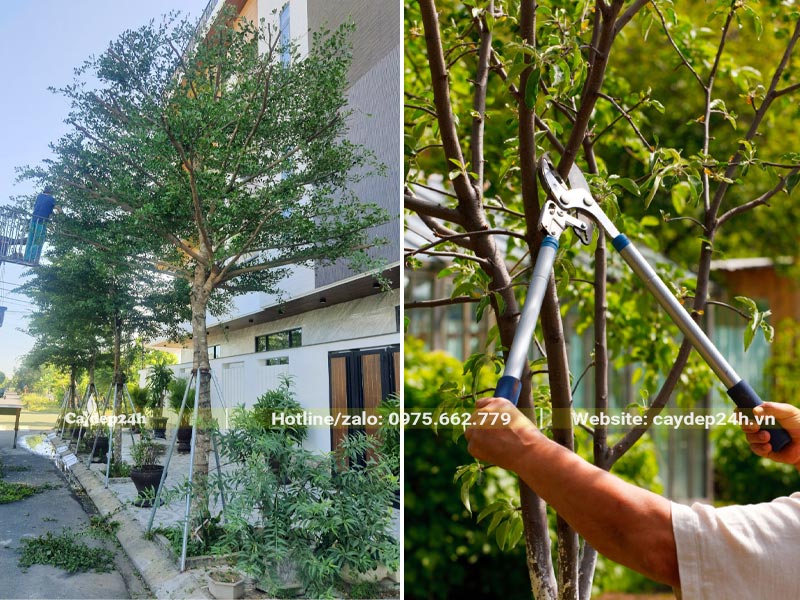 Dự án cắt tỉa cây xanh cho khu biệt thự cao cấp tại Hà Nội