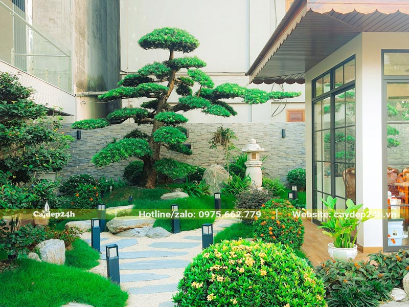Cây bonsai dáng đẹp trồng trong thiết kế sân vườn Nhật Bản