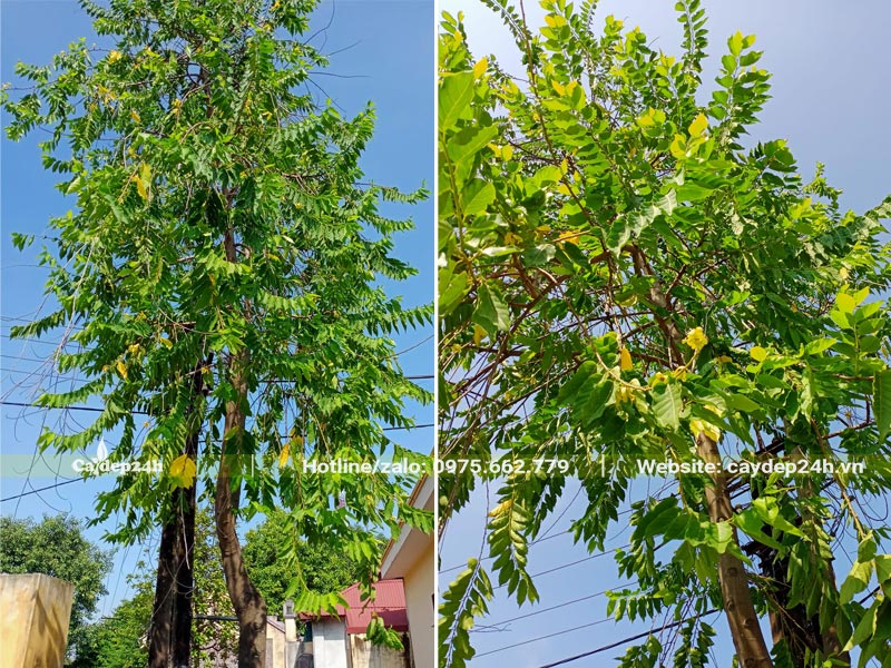 Cây Hoàng Lan Công Chúa lâu năm trồng trước cổng nhà