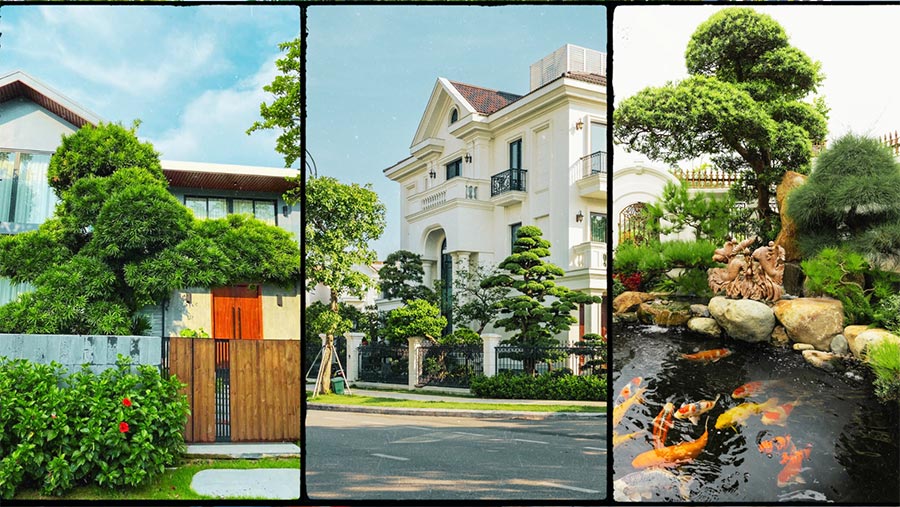 Cây cảng trồng sân vườn biệt thự đẹp, dáng bề thế