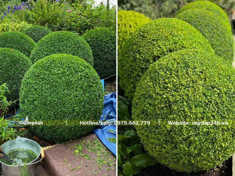 Cắt tỉa cây xanh và tạo tán hình tròn xoe vô cùng đẹp mắt