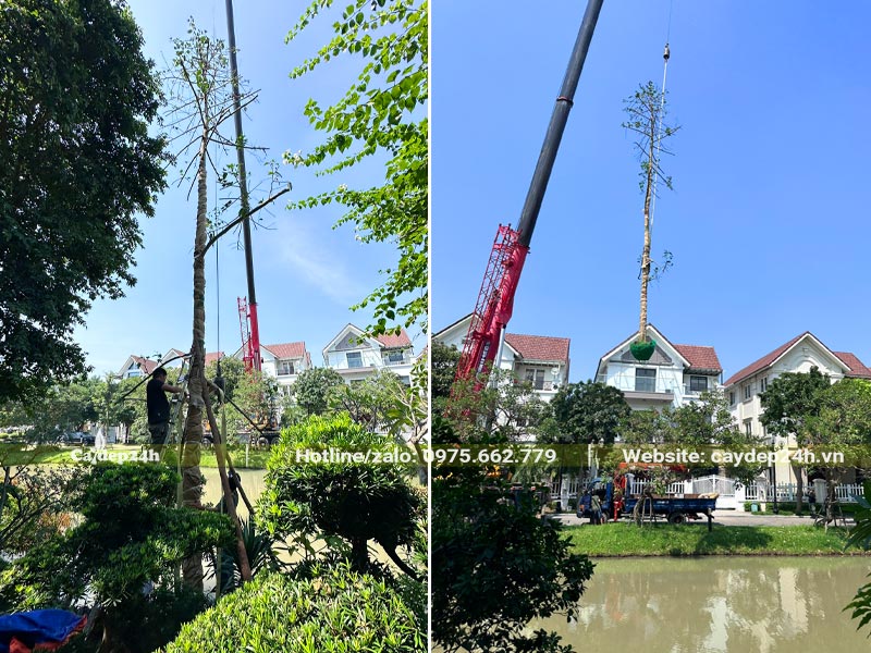 Dùng cần cẩu đưa cây Hoàng Lan Công Chúa đường kính gốc 15 - 20cm vào hố trồng