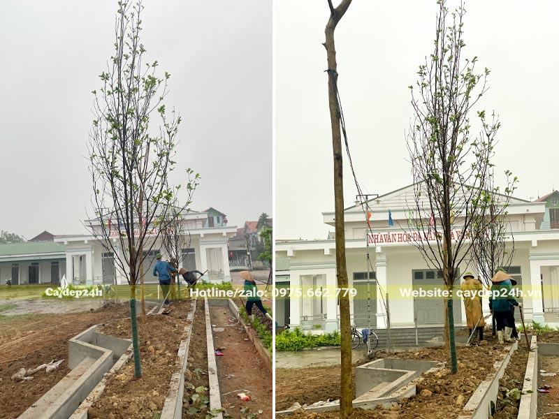 Trồng cây xanh cho nhà văn hóa tại Vĩnh Phúc, sử dụng những cây mộc lan cao trên 4m, đường kính gốc trên 10cm